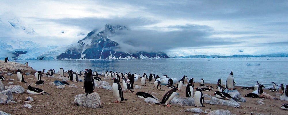 Antarctica with Penguins by the shore