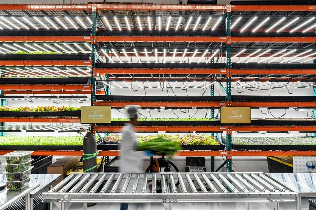 Shelves of plants on the indoor farm