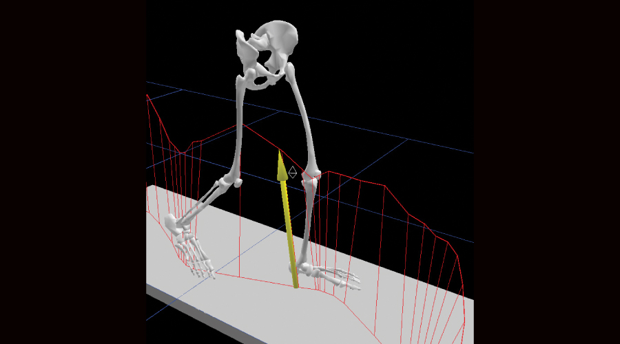 computer rendering studying the movement of legs as they walk